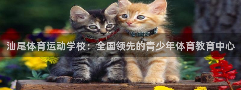 三亿体育网页版